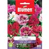Blumen garofano della cina in miscuglio