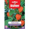 Blumen physalis franchetti o lanterna cinese