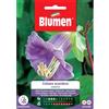 Blumen cobaea scadens violetta