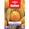 Blumen alkekengi a frutti commestibili