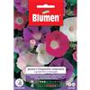 Blumen ipomea o campanella rampicante in miscuglio