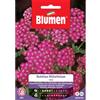 Blumen achillea millefolium rosa