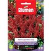 Blumen salvia splendida nana