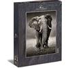 Ulmer Puzzleschmiede - Puzzle Elefante - puzzle 1000 pezzi - Elefante potente come la fotografia in bianco e nero