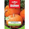 Blumen zucca halloween big max