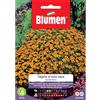 Blumen tagete ursula nano da bordura