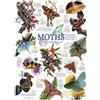 Cobble Hill Moth Collection - Cobble Hill Puzzle 1000 pezzi