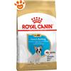 Royal Canin Dog Puppy French Bulldog (Bulldog Francese) - Sacco da 10 kg