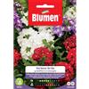 Blumen verbena ibrida grandiflora in miscuglio