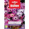 Blumen mesembriantemo o settembrino