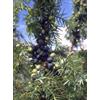 HERBOPLANET Srl Msa Juniperus Commun 50ml