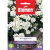 Blumen iberis gibraltarica bianco