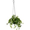Flair Flower Pianta Artificiale da Interni, Fiori Artificiali, Pothos, fioriera sospesa, Piante da Appendere, Fiori e Piante da Appendere