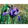 Natur IRIS ESS 7,4ML CALF