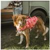 Hurtta Life Savior Eco Coral 40-80Kg salvagente per cani