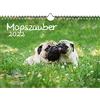 Seelenzauber K2022-4W-00022-D-0 Calendario Carlino Magic DIN A4 per 2022 Carlino Cani e Cuccioli