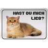 Schatzmix Blechschild Katze Spruch Hast du Mich Lieb Metallschild 20x30 cm Wanddeko Tin Sign Targa di Metallo da Parete, Lamiera, Multicolore, 20 x 30 cm