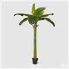 Enzo De Gasperi EDG Enzo De Gasperi Pianta Banano con Vaso H185 cm