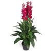 Leaf - Vaso per Orchidee Artificiali, 100 cm, Colore: Rosa Scuro