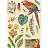 Wooden Frame Colorato Amazonia Pappagallo