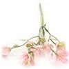Rametto Silene colore Rosa