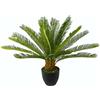 Flair Flower Cycaspalme in vaso