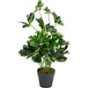 Leaf Schefflera arboricola Artificiale (pianta Ombrello), in Vaso di plastica Nero, pianta Scura, 55 cm