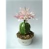 Generic fiori di porcellana fredda centro miniatura CACTUS Chin Home Decor regalo- fatto a mano