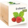 Feel Green Ecocube - Semi di Fragola biologici, Idea Regalo sostenibile (100% Eco Friendly), Grow Your Own/Set di Coltivazione, Piante nel Dado di Legno, Made in Austria