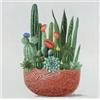 AGAVE Quadro My Garden 70x70 Cm