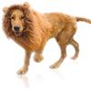 DEEDPF Criniera di leone per cani, parrucca con orecchie, regolabile, per travestimento da leone per cani, per cosplay, festività, servizi fotografici, feste e attività, colore: marrone chiaro