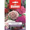 Blumen garofano alto doppio dei poeti in miscuglio
