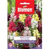Blumen bocca di leone alta in miscuglio