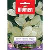 Blumen lunaria o moneta del papa