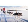 Corso sleddog a Ponte di Legno (Brescia)