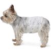 Amazon Basics Pannolini usa e getta per cani maschi, misura XS, confezione da 30, Bianco