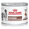Royal Canin Veterinary Recovery cibo umido per cane e gatto 2 confezioni (24 x 195 g)