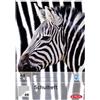 Herlitz 3352804 landr vokabel Quaderno DIN A5, 3, Colonne, 80 G/MQ, 40 fogli