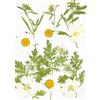 Fiori Secchi Pressati Bianchi mix 1