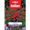 Blumen garofano chabaud scarlatto