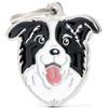 My family Medaglietta Friends Border Collie - MF03N - My family - Medaglietta Friends Border Collie - Medaglietta