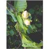 Herboplanet Msa Corylus Avellana 50 Ml