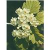 Herboplanet Msa Crataegus Oxyaca 50 Ml