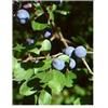 Herboplanet Msa Prunus Spinosa 50 Ml