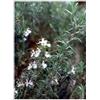 Herboplanet Msa Rosmarinus Offic 50 Ml