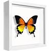 sunmeg Cornice Profonda 14,5 x 14,5 cm 3D Cornice per Foto Cornice Contenitore Riempibile Forma Quadrata da Appendere a Parete o Desktop
