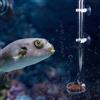 Pssopp Tubo di alimentazione e piastra per acquario pesce gamberetti - Acrilico trasparente durevole - Set completo con serbatoio di alimentazione Dimensione 32cm