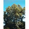 HERBOPLANET MSA FRAXINUS EXCELS 50ML