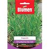 Blumen dragoncello