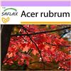 SAFLAX - Acero rosso - 20 semi - Acer rubrum